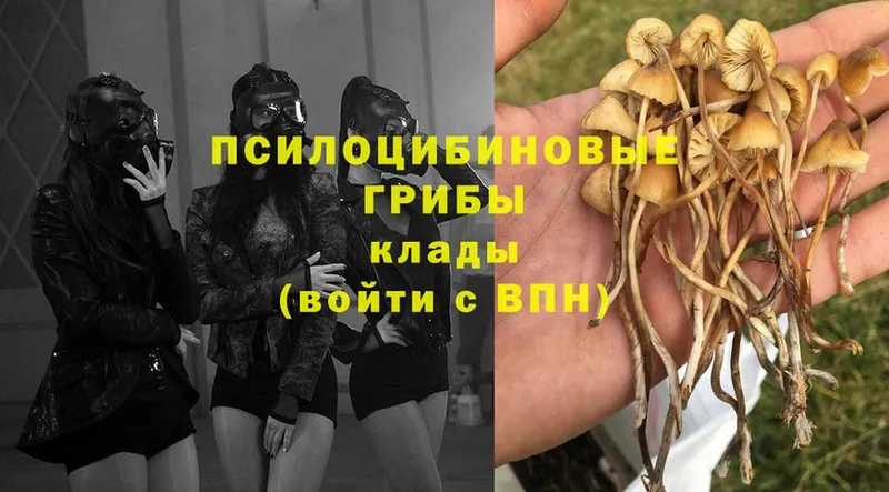 Галлюциногенные грибы MAGIC MUSHROOMS  Бабаево 